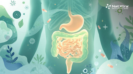 Gut Health Unpacked: Why a Healthy Digestive System is Central to Wellbeing
