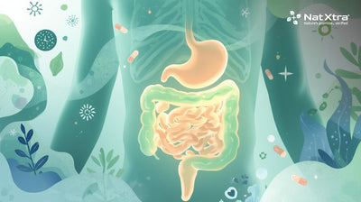 Gut Health Unpacked: Why a Healthy Digestive System is Central to Wellbeing