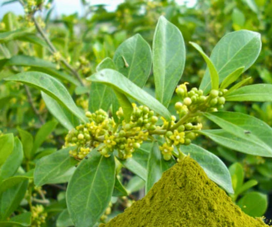 The Sugar Destroyer: A Natural Remedy for Modern Health Challenges