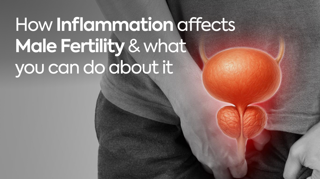 How Inflammation Affects Male Fertility & What You Can Do About It