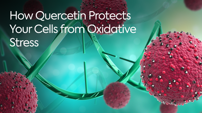 How Quercetin Protects Your Cells from Oxidative Stress